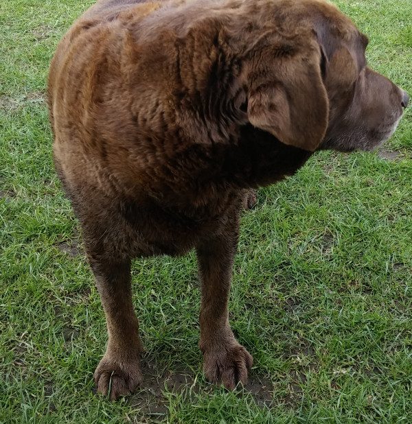 george the dog
